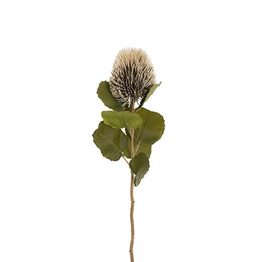 Gift AF - Australian & Native Flowers - Baxteri Banksia Stem Grey (6cmDx59cmH)