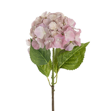 Gift AF - Artificial Hydrangeas - Eldorado Hydrangea Stem Cream Pink (18cmDx64cmH)