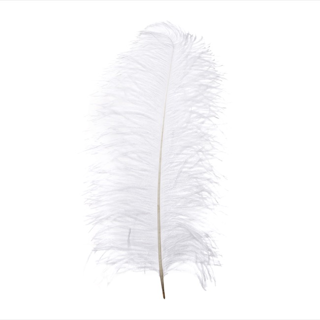 giant feathers for sale