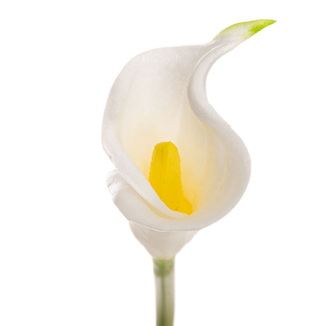 Calla Lily Early Bloom Stem Real Touch White (60cmST)