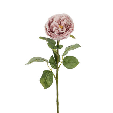 Gift AF - Artificial Roses - Austin Cabbage Rose Powder Pink (10cmDx66cmH)