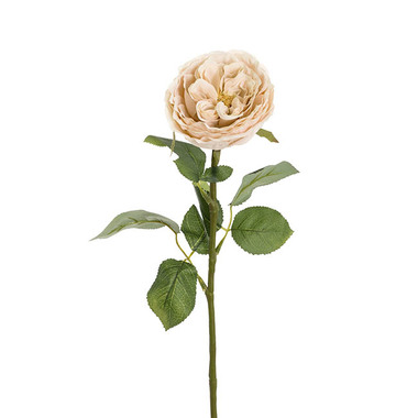 Gift AF - Artificial Roses - Austin Cabbage Rose Soft Peach (10cmDx66cmH)