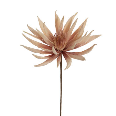 Gift AF - Australian & Native Flowers - Protea Full Bloom Large Stem Dusty Pink & Cream (78cmH)