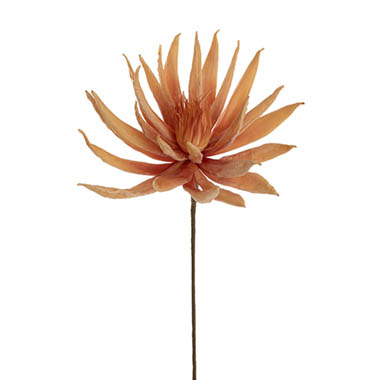 Gift AF - Australian & Native Flowers - Protea Full Bloom Large Stem Apricot Peach (30cmDx78cmH)