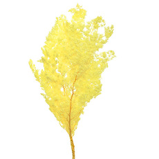 Dried & Preserved Ferns - Preserved Dried Ming Fern Bunch 85-90g Yellow