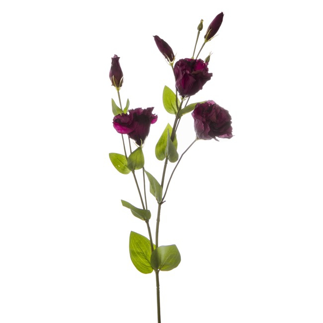 Lisianthus Spray Burgundy (89cmH)