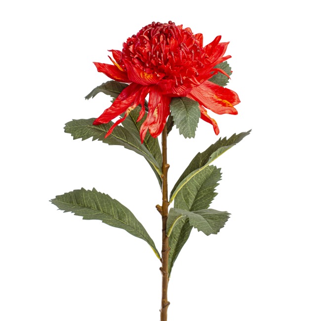 Native Waratah Red (80cmH)