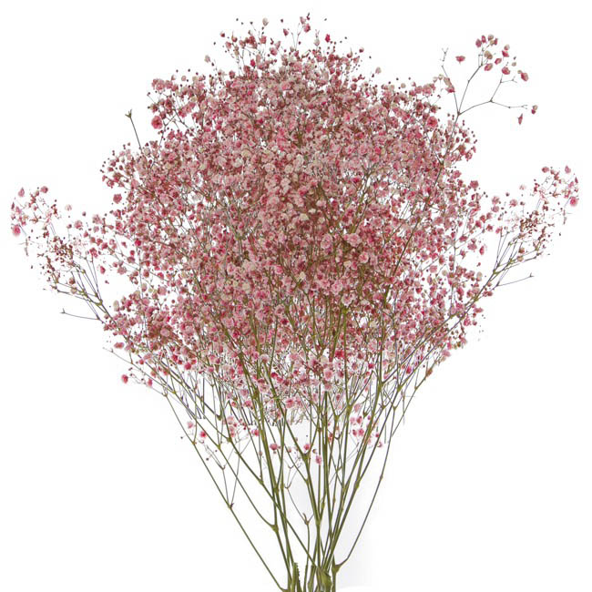 Fresh Baby S Breath Gypsophila Pink 70cmx200 Gram