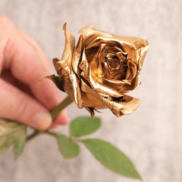 white rose painted gold